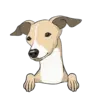 Italian Greyhound 3
