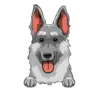 German Shepherd 2