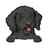 Goldendoodle (Black)