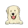 Great Pyrenees 3