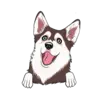 Husky 7