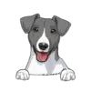 Jack Russell Terrier 3