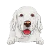 Golden Retriever (White)