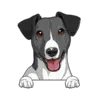Jack Russell Terrier (Black White)
