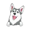 Husky 1