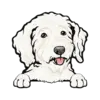 Goldendoodle (White)
