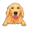 Golden Retriever 1