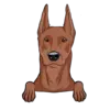 German Pinscher 2