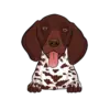 German Shorthaired Pointer 3