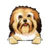 Havanese 1