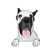 Great Dane 1