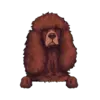 Irish Water Spaniel