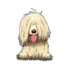 Komondor 2