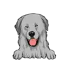 Great Pyrenees 4