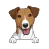 Jack Russell Terrier (Brown White)