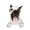 Great Dane 6