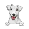 Jack Russell Terrier 4