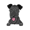 Irish Wolfhound 2