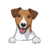 Jack Russell Terrier 1