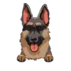 German Shepherd 1