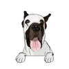Great Dane 6