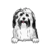 Havanese
