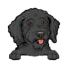 Goldendoodle (Black)