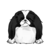 Japanese Chin 1