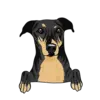 Greyhound 3