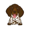German Shorthaired Pointer 2