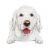 Golden Retriever (White)