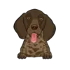 German Shorthaired Pointer 4