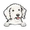 Goldendoodle (White)