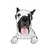 Great Dane 1