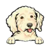 Goldendoodle (Cream)