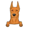 German Pinscher 3
