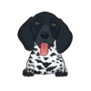 German Shorthaired Pointer 5