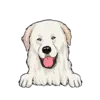 Great Pyrenees 2