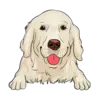Golden Retriever 2