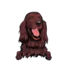 Irish Setter 2