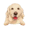 Golden Retriever (Cream)