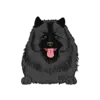 Keeshond 2