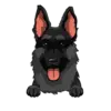 German Shepherd 3
