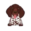 German Shorthaired Pointer 3