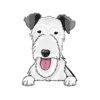 Irish Wolfhound 3