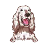 Irish Setter 1
