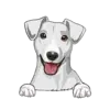 Jack Russell Terrier 4