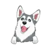 Husky 1