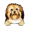 Havanese 1