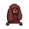 Irish Water Spaniel